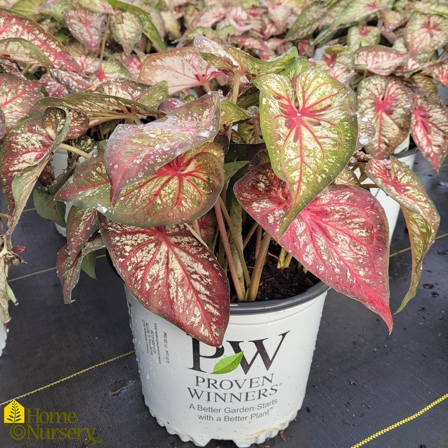 Caladium hortulanum Heart to Heart® 'Xplosion'