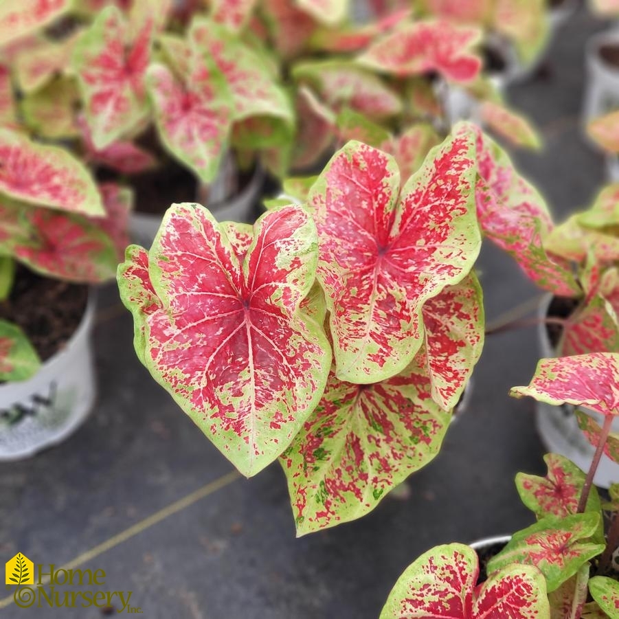 Caladium hortulanum Heart to Heart® ‘Raspberry Moon’ Fancy Leaf