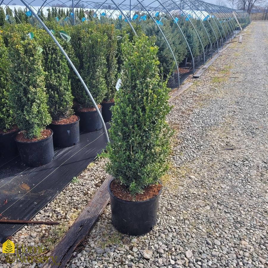 Buxus sempervirens 'Skywalker'