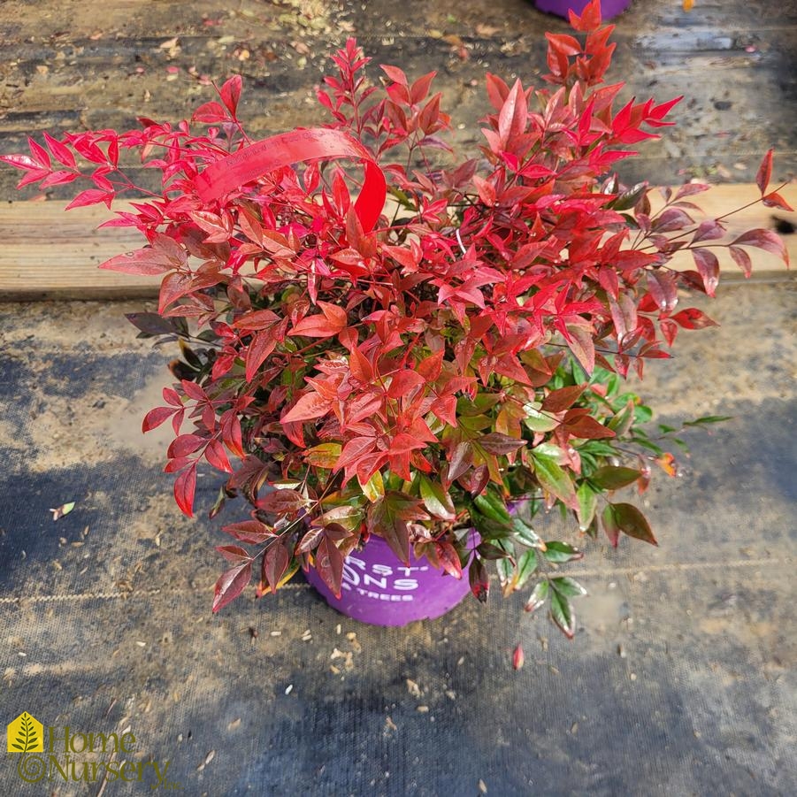 Nandina dom Cool Glow™ Pomegranate