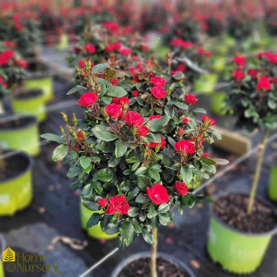 Rosa x Petite Knock Out® Tree