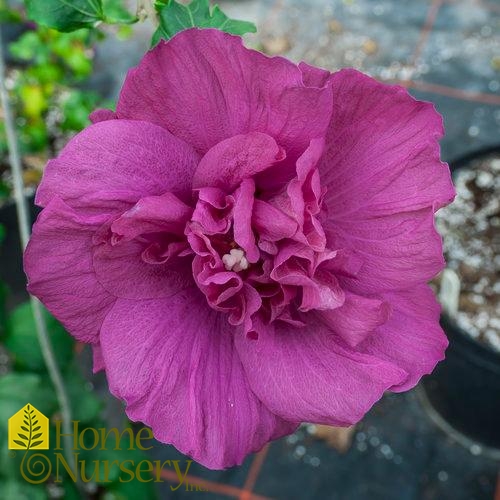 Hibiscus syriacus Magenta Chiffon