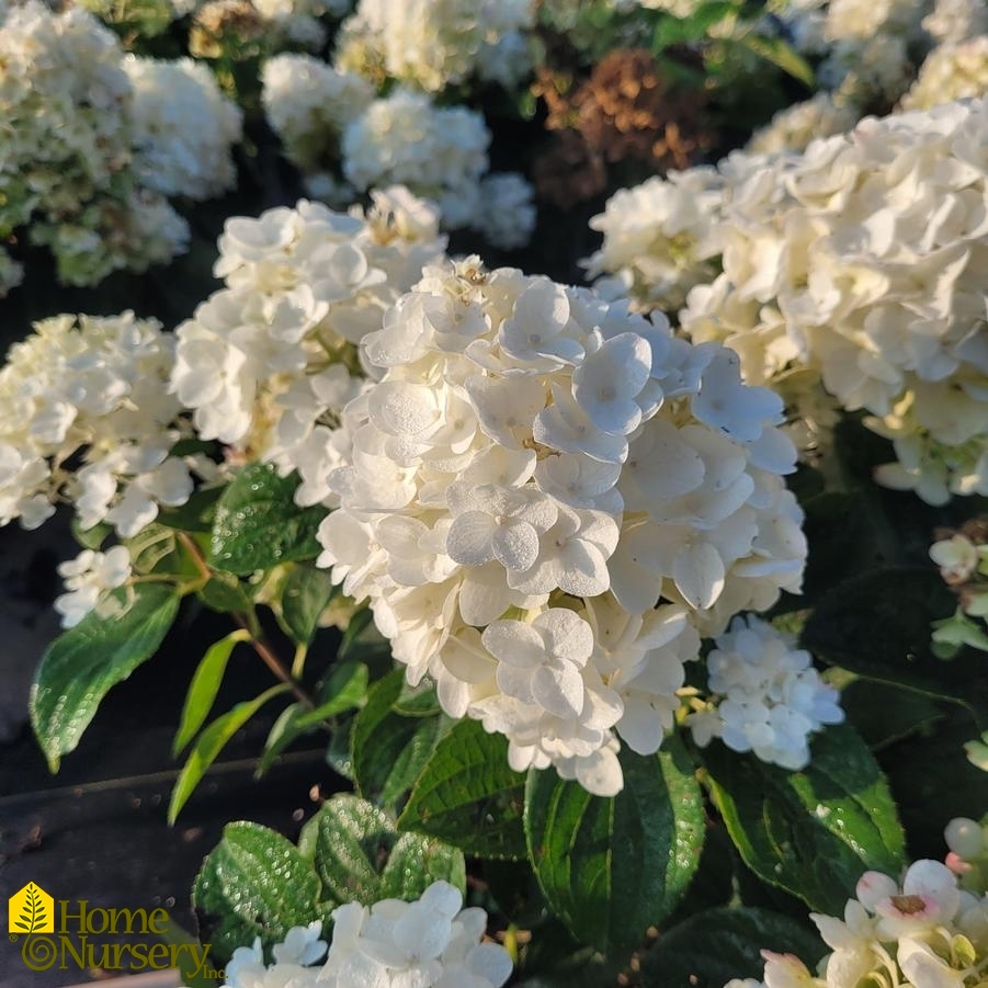 Hydrangea Paniculata Little Hottie®