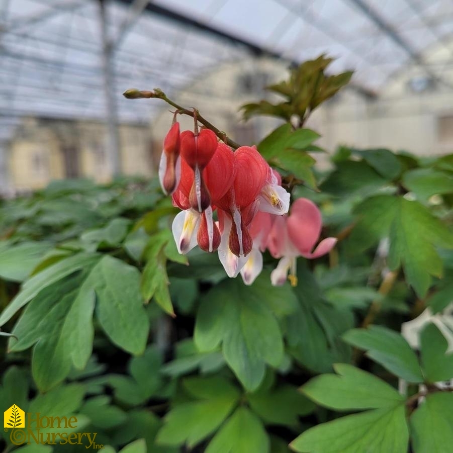 Dicentra spectabilis Valentine®