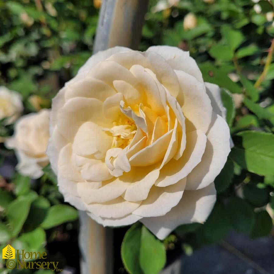 Rosa Reminiscent® Crema