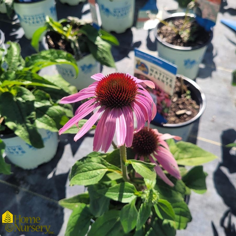 Echinacea purpurea 