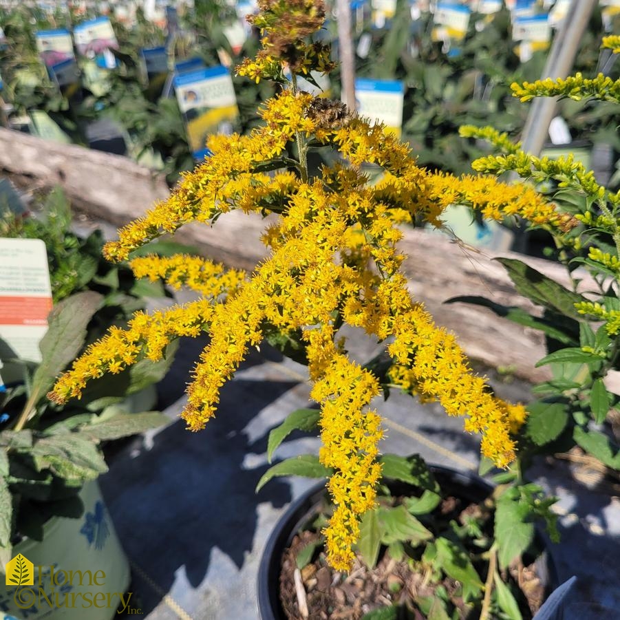 Solidago rugosa Fireworks