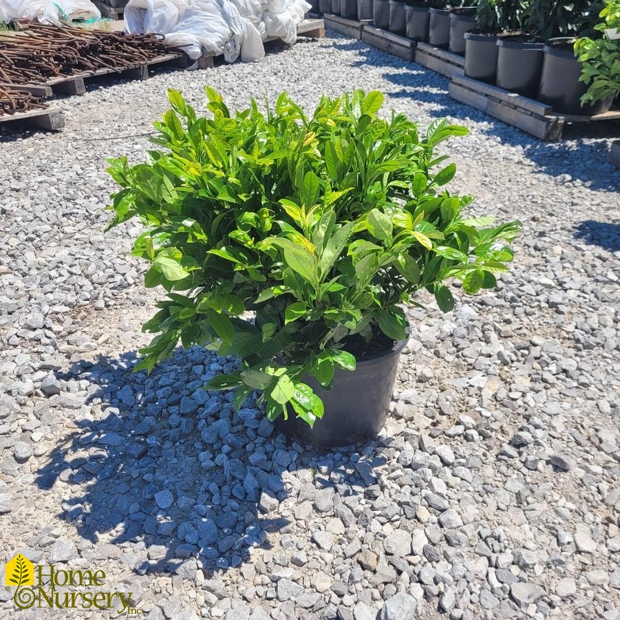 Prunus laurocerasus Green Goblet