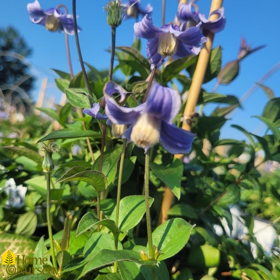 Clematis x 'Stand By Me'