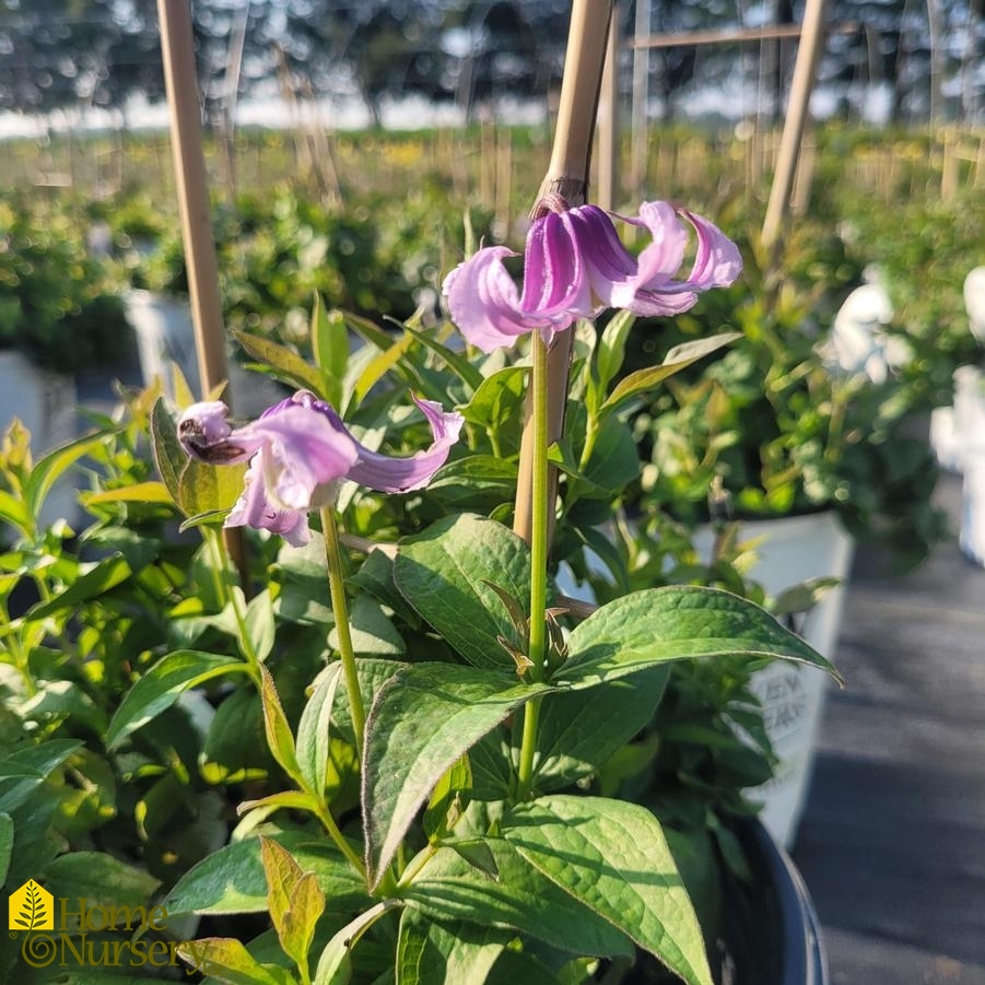 Clematis x 'Stand By Me Lavender'