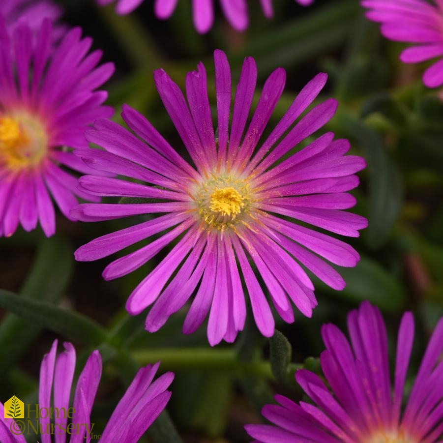 Delosperma x Ocean Sunset™ Violet