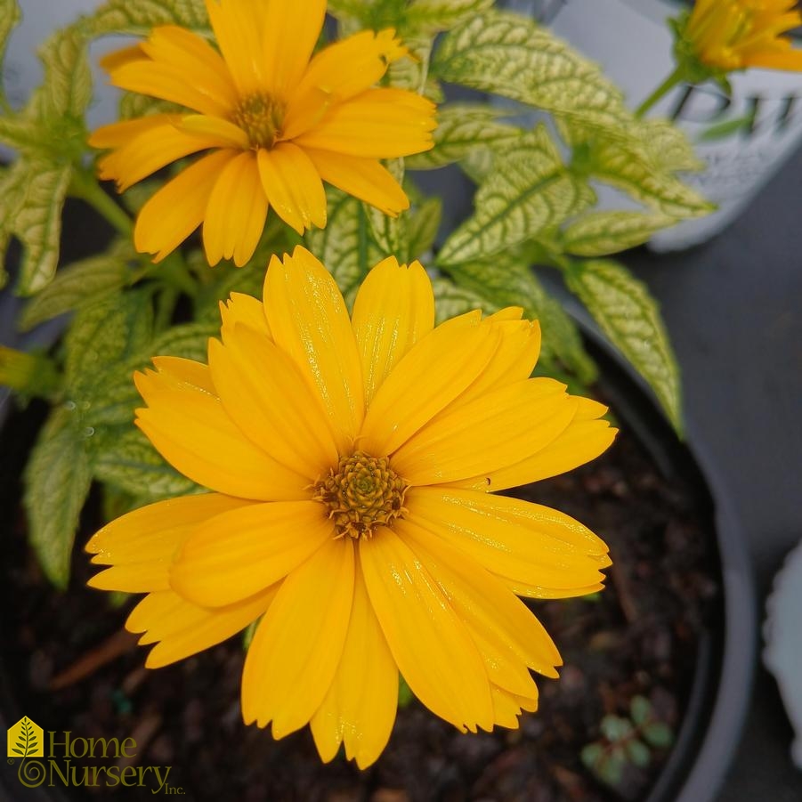 Heliopsis 'Bit of Honey'