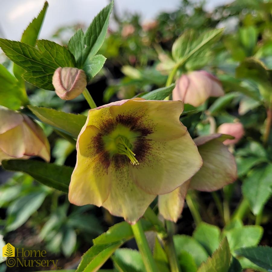 Helleborus x Honeymoon® 'Sandy Shores'