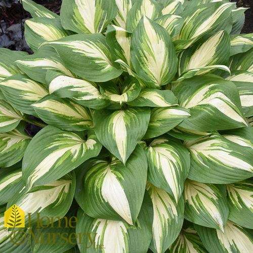 Hosta x Shadowland® 'Miss America'