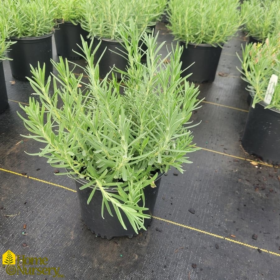 Lavandula angustifolia 'Munstead'