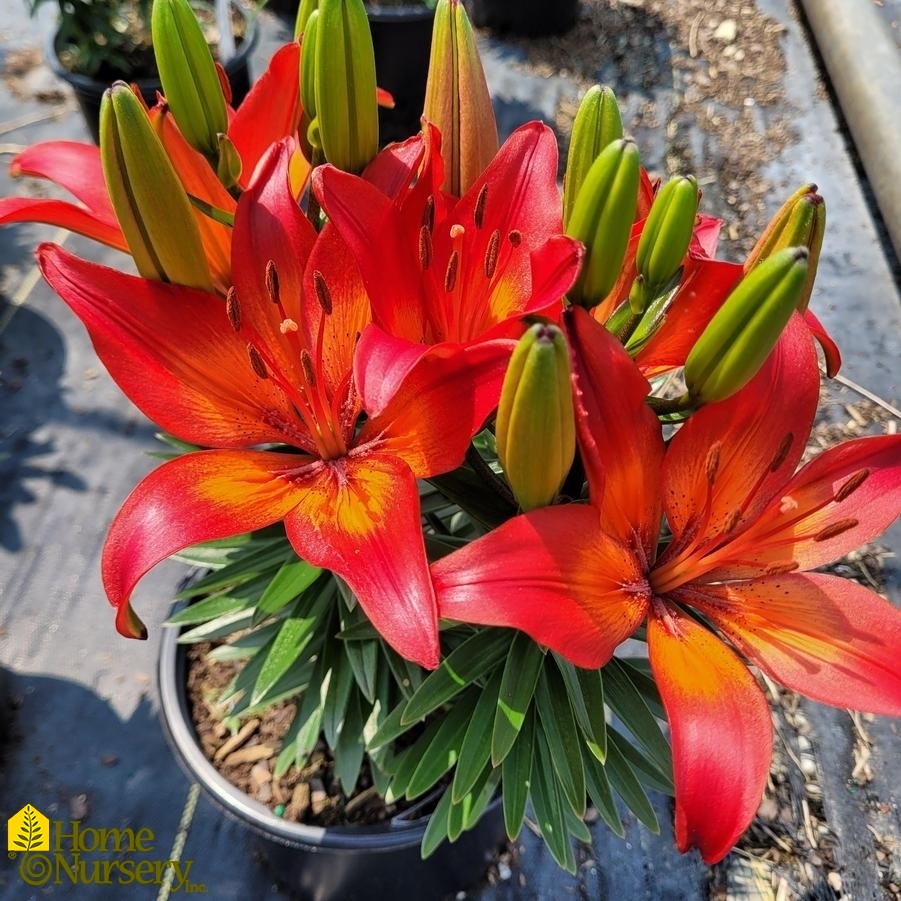 Lilium FantAsiatic® 'Red'