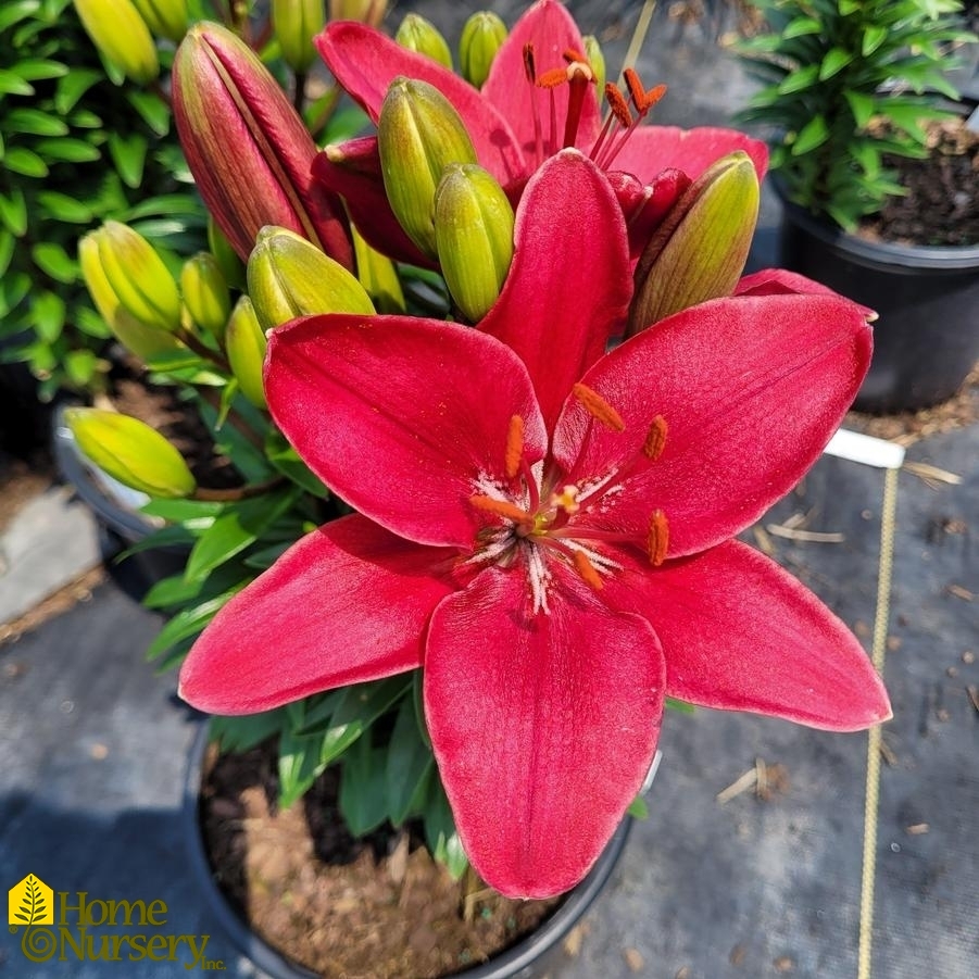 Lilium FantAsiatic® 'Raspberry'