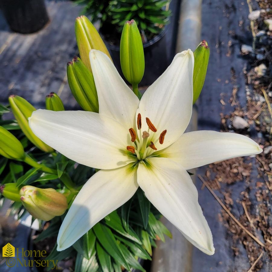 Lilium FantAsiatic® 'White'