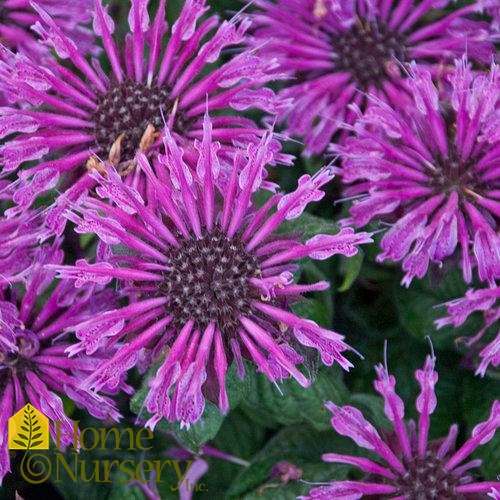 Monarda x 'Leading Lady Plum'