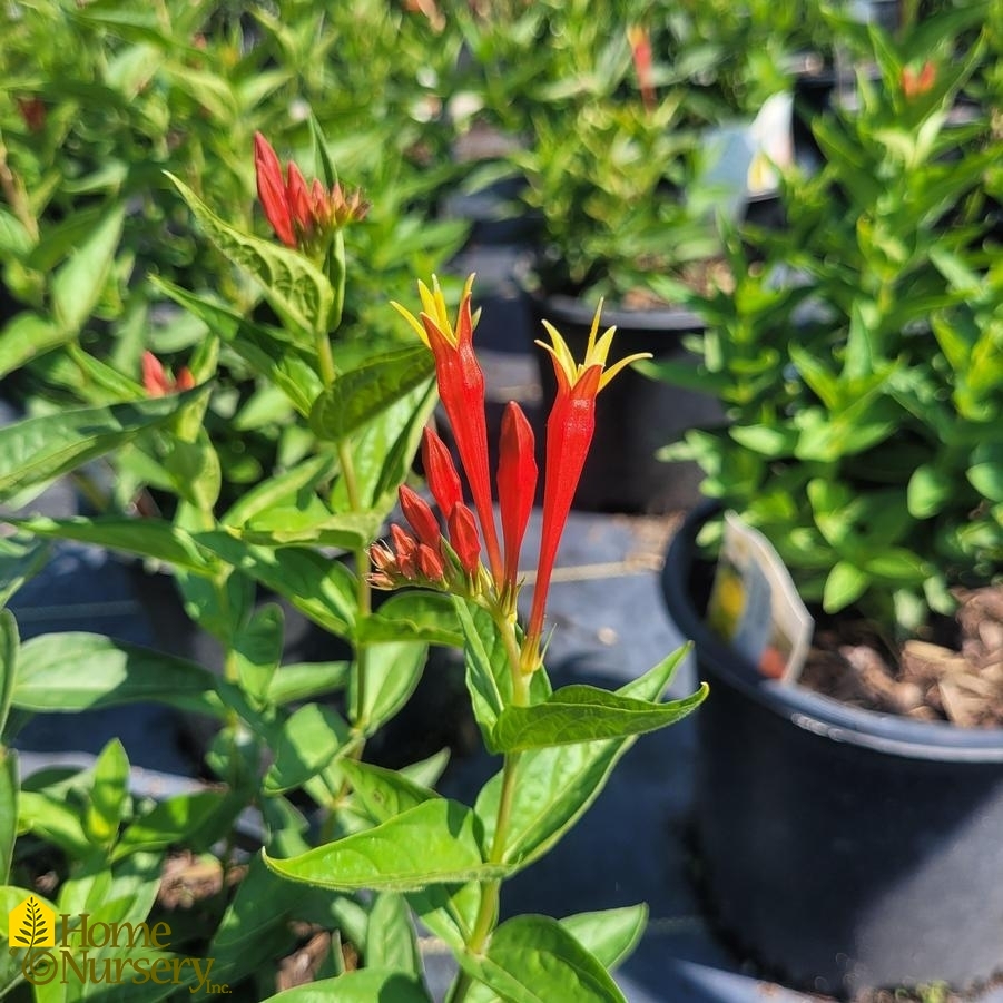 Spigelia marilandica 'Ragin Cajun'