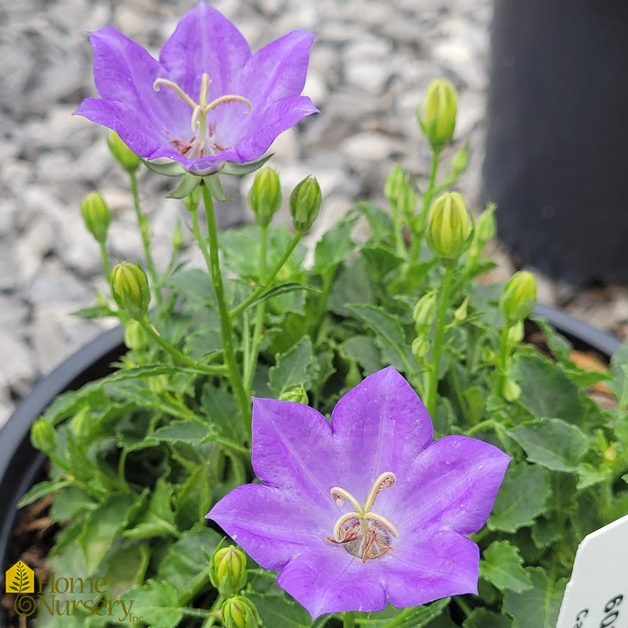 Campanula carpatica Pristar™ Deep Blue