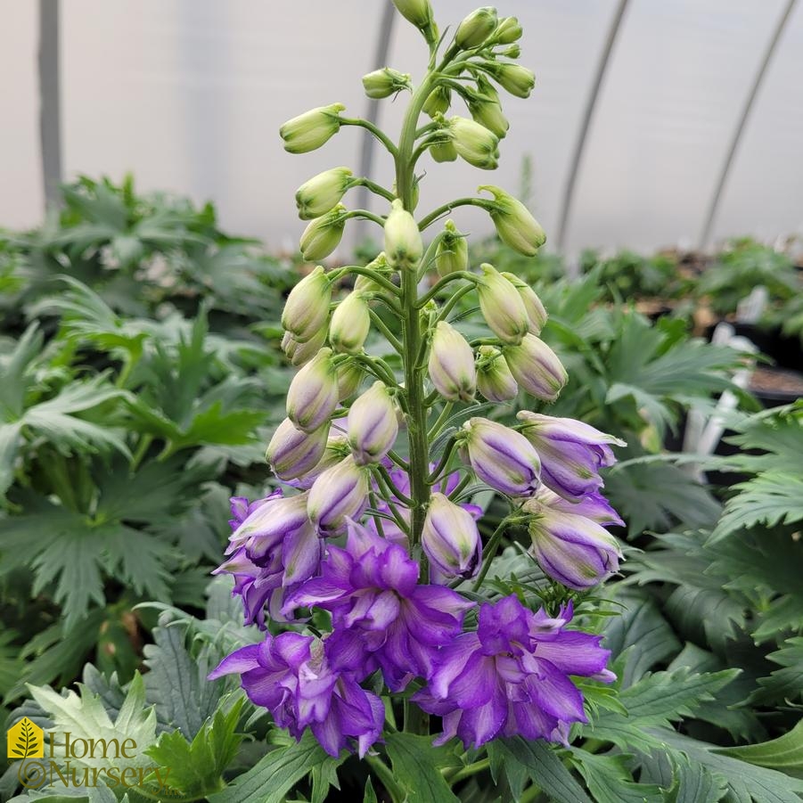 Delphinium Delgenius® 'Glitzy'