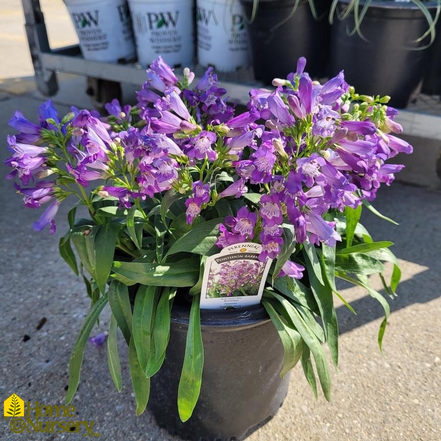 Penstemon barbatus Rock Candy® Blue