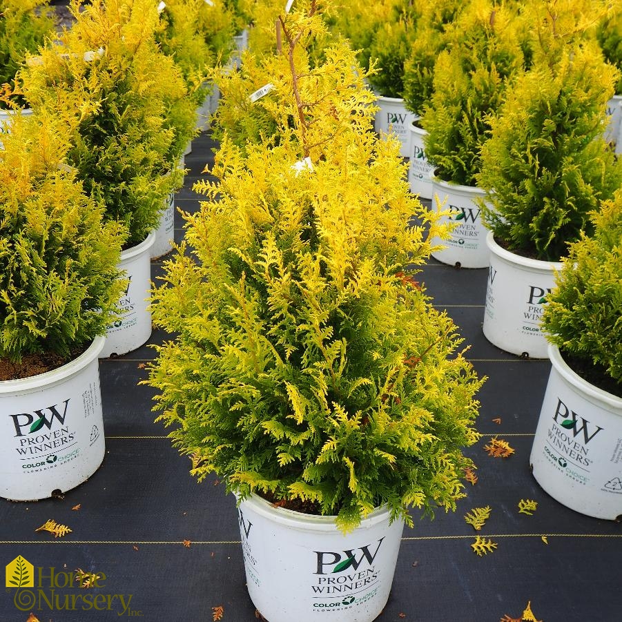 Chamaecyparis pisifera Soft Serve® Gold