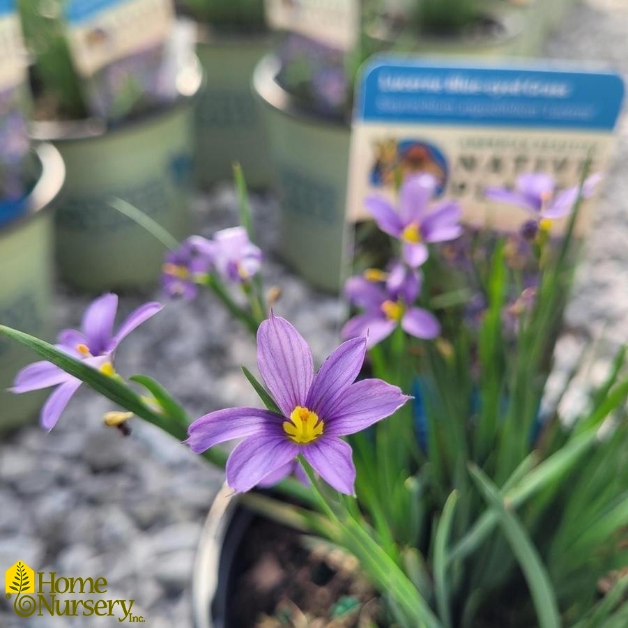 Sisyrinchium angustifolium 'Lucerne'