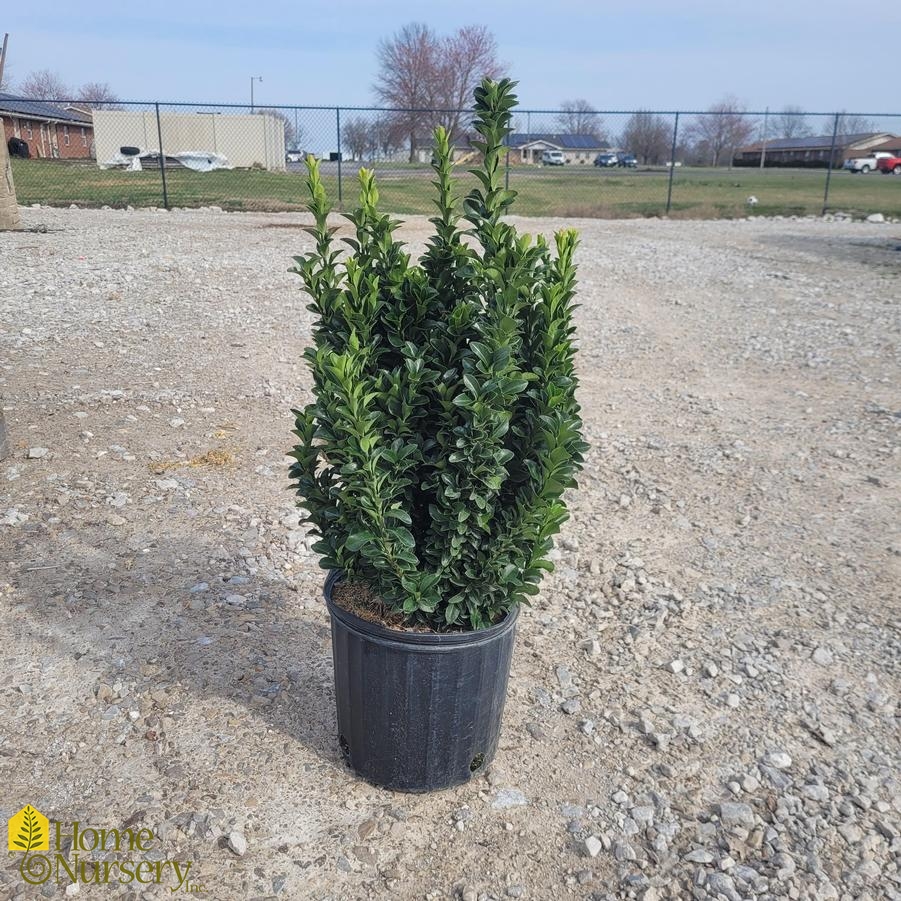 Euonymus Paloma Blanca