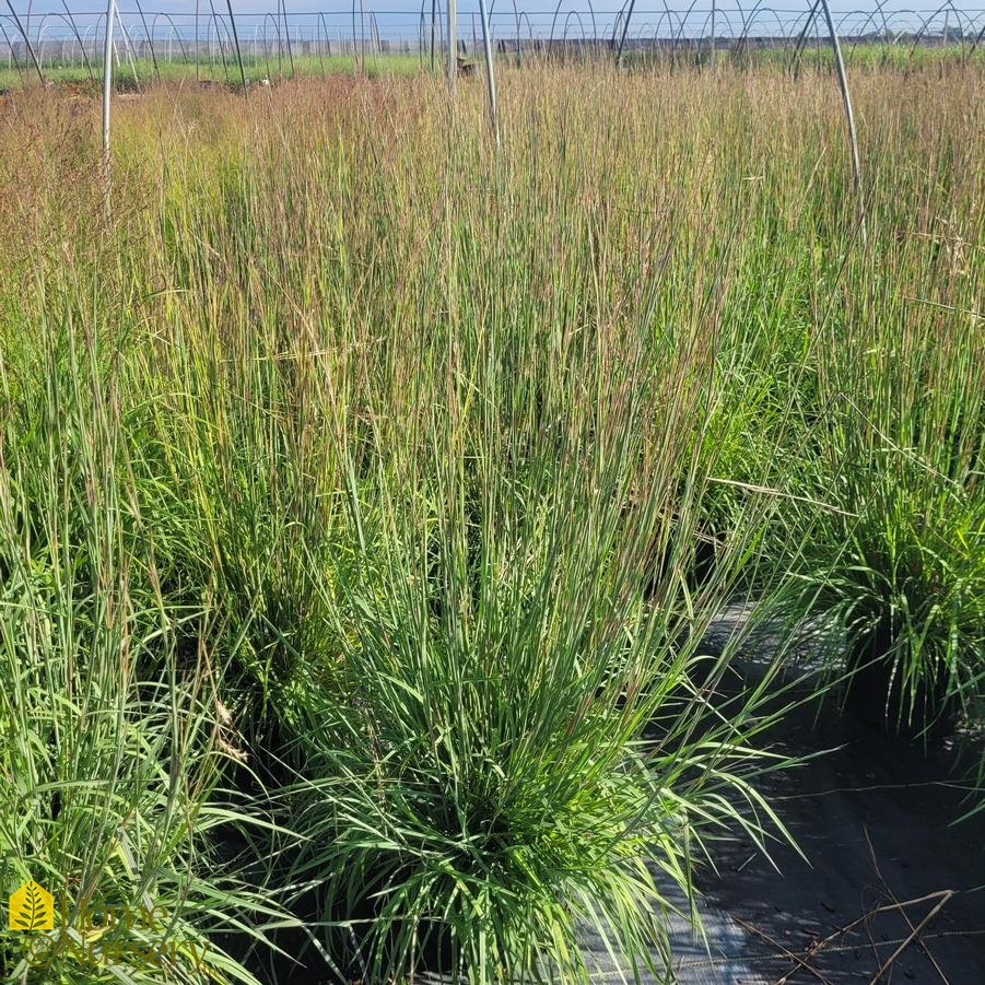 Schizachyrium scoparium The Blues