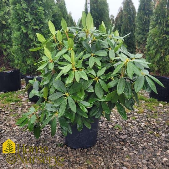 Rhododendron catawbiense Boursault