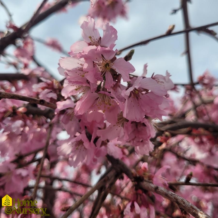 Prunus x Pink Cascade®