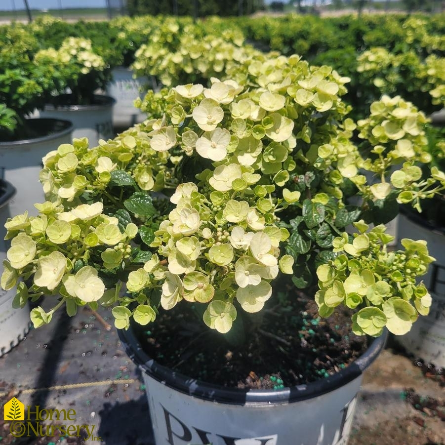 Hydrangea paniculata Tiny Quick Fire™