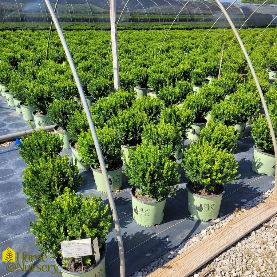 Buxus x Freedom®