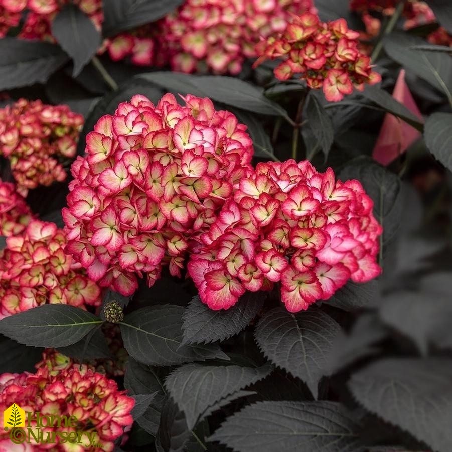 Hydrangea macrophylla Eclipse