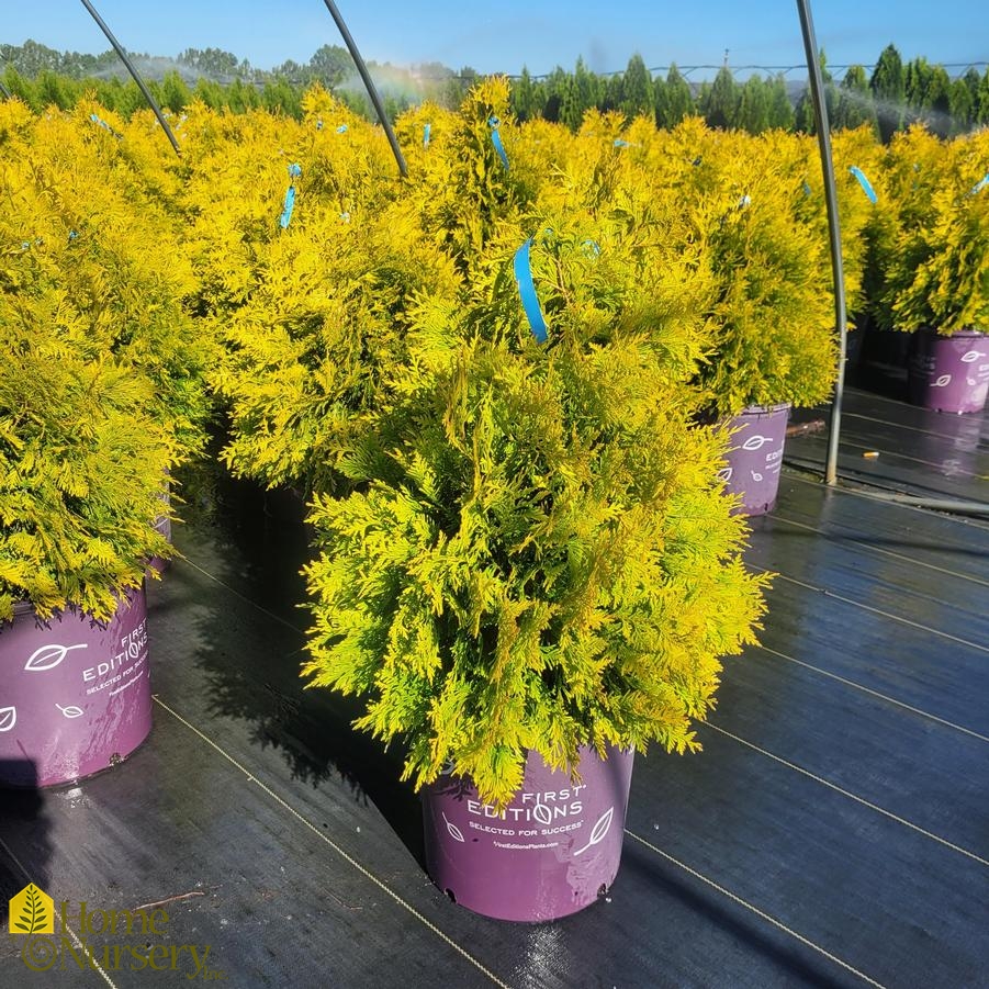 Thuja occidentalis Lemon Burst