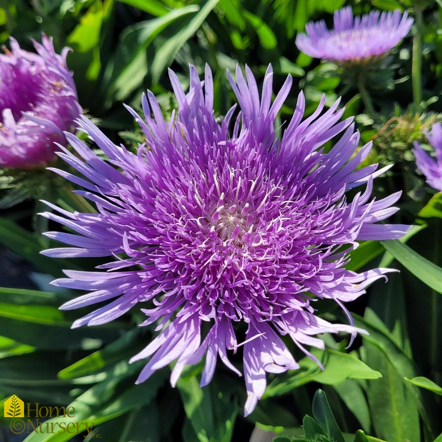 Stokesia laevis Totally Stoked™ 'Riptide'