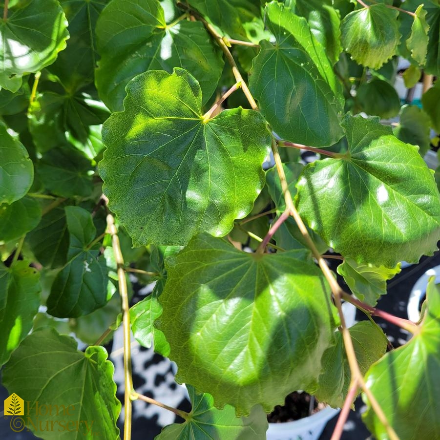 Cercis canadensis Luscious Lavender™