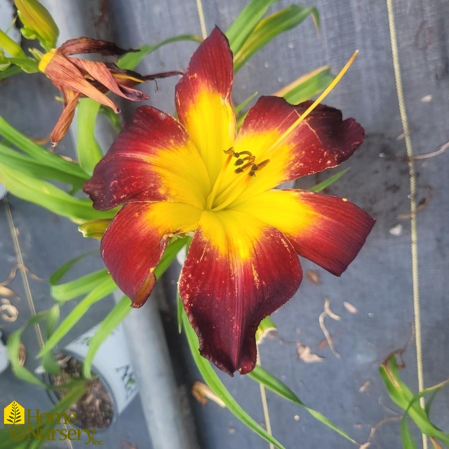 Hemerocallis Rainbow Rhythm® Persian Ruby