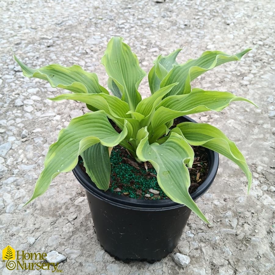 Hosta x 'Atlantis'