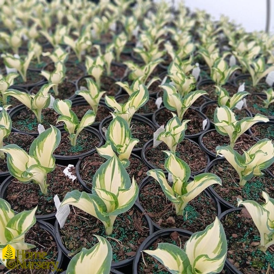 Hosta x 'Hans'