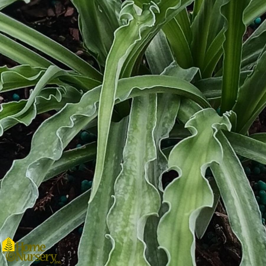 Hosta x 'Curly Fries'