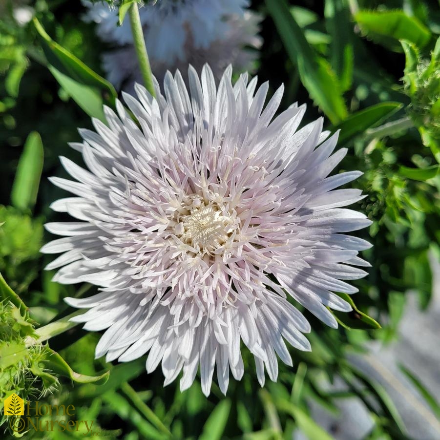 Stokesia laevis Totally Stoked™ 'Whitecaps'