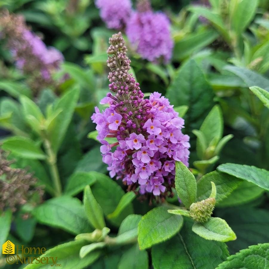 Buddleia davidii Dapper® Lavender