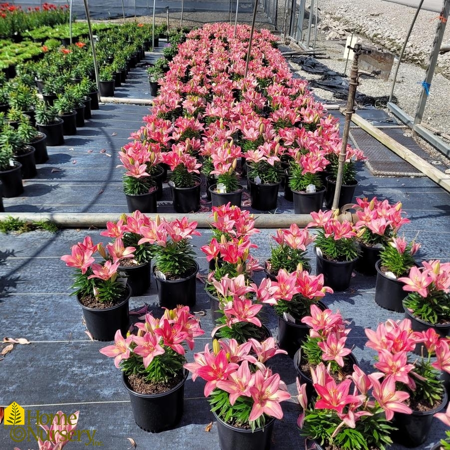 Lilium FantAsiatic® 'Pink'