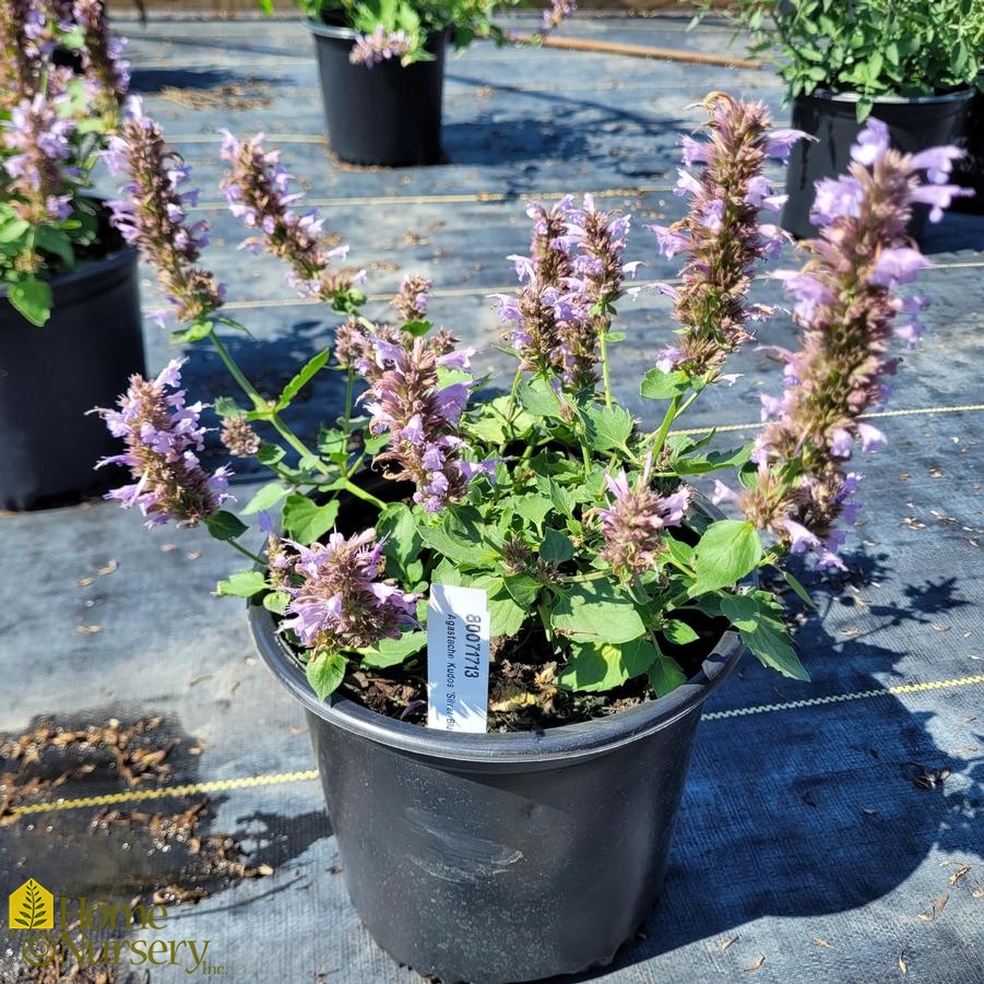 Agastache Kudos 'Silver Blue'