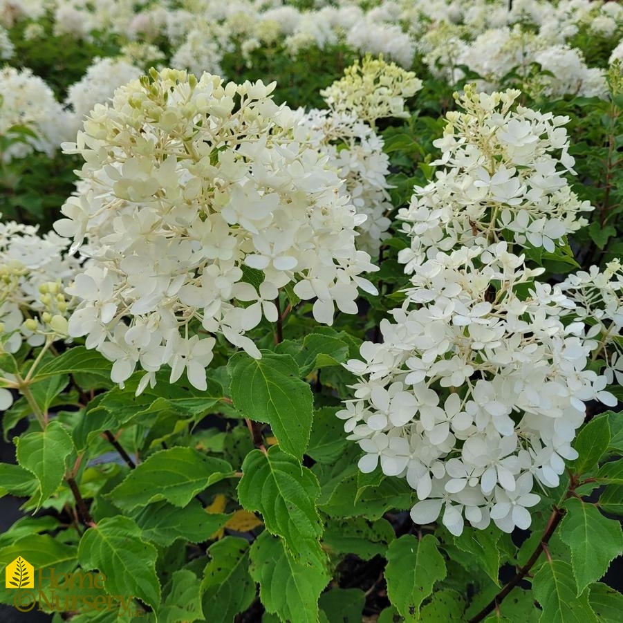 Hydrangea paniculata Puffer Fish™