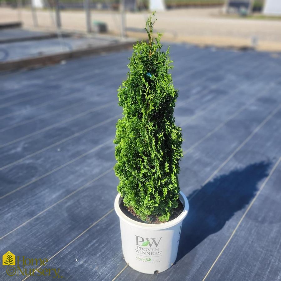 Thuja occidentalis Sting™