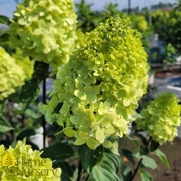 Hydrangea paniculata Limelight Prime®